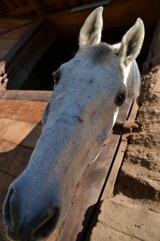 Hotel La Casona タパルパ エクステリア 写真